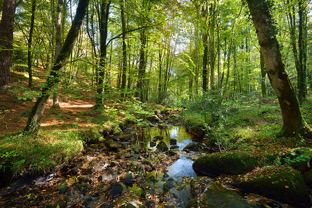 绿色落叶林中的小溪图片