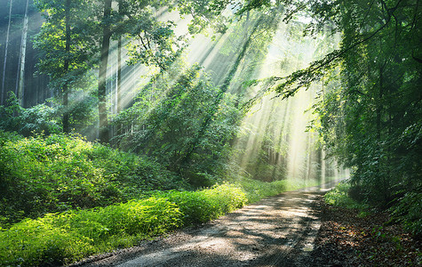 绿雾森林中的森林道路底有太阳光德国图片