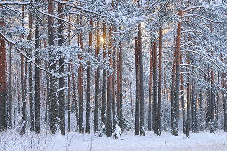 雪红松林中的冬季奇幻地带图片