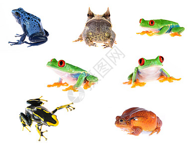 青蛙汇编红眼树蛙Agalychniscallidryas背景图片