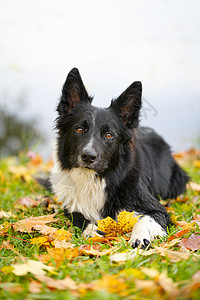 秋天公园里的黑白狗肖像图片