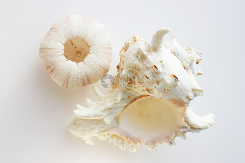 海胆Echinoidea和大壳的图片