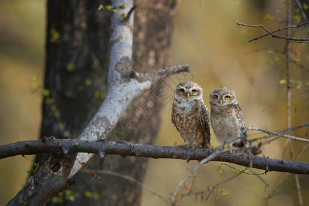 直视相机黄色眼睛的猫头鹰印度野生动物摄影图片