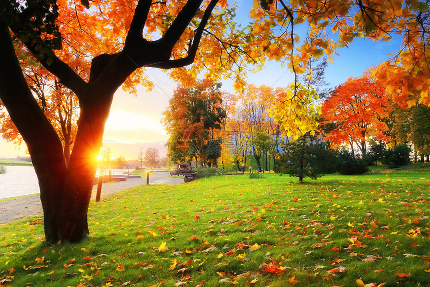 秋天秋天的场景夕阳下公园里有红色和黄色叶子的美丽枫树秋天的晚上图片
