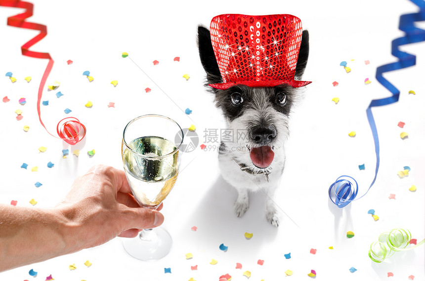 庆祝新年前夕的狗与屋主和香槟杯图片