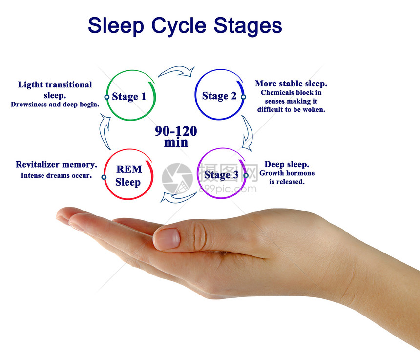 呈现睡眠周期阶段图图片