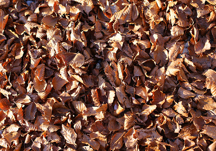 秋天干枯的落叶背景图片