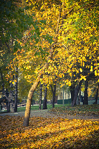 城市公园的秋季景观图片