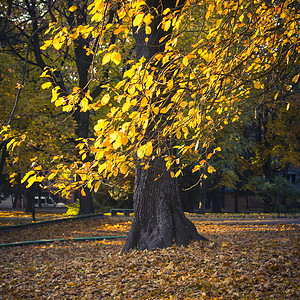 城市公园的秋天风景树木和地图片