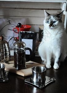 泡咖啡的过程白色蓝眼猫在法国报纸上做咖图片
