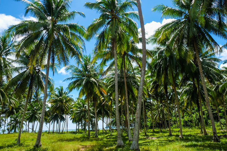 可椰子树蓝天背景图片