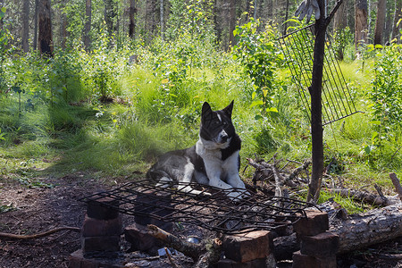 一只猎犬在篝火旁休息俄图片