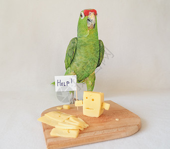 有趣的鹦鹉吃奶酪和奶酪寻求帮助图片
