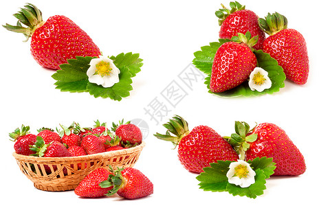 草莓树叶和花朵在白色背景中隔离图片