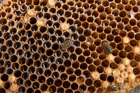 用甜蜂蜜近距离观察蜂窝上的工作蜜蜂一块黄色蜂窝从蜂窝与老式木制背景上的甜蜂蜜收集在美丽的黄色背景图片