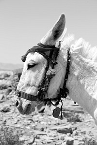 在皮德拉约尔丹一只驴等待在古山图片