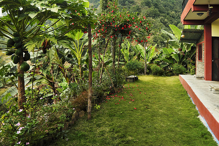 热带地区房子前面的绿图片