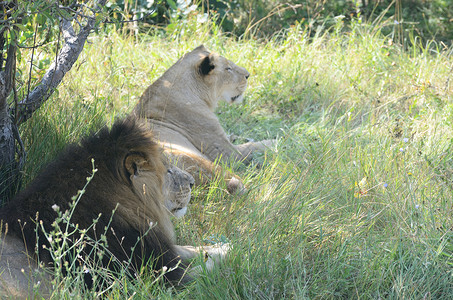 在树下休息的雄狮和雌狮子动图片
