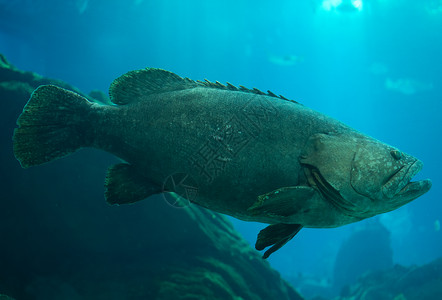 昆士兰石斑鱼在海里游泳图片