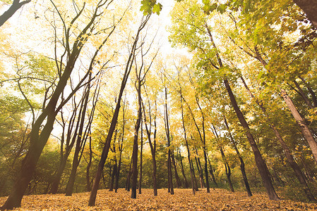 阳光明媚的秋天森林底视图图片