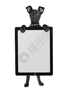 坐在后腿上站立的可爱小黑狗拿着平板电脑白色背景图片