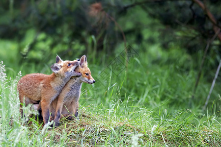 野外森林中的狐狸图片