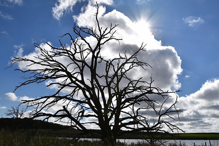 一棵巨大的枯树被太阳蓝天和白云笼罩着图片