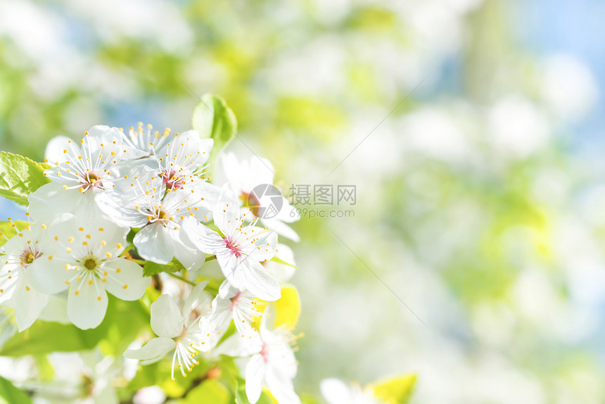 花朵在一棵鲜花樱树上的白花图片