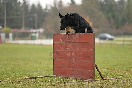 德国牧羊犬在公园里跳过障碍物图片