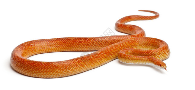 阿比诺斯飞蛾蛇或红鼠蛇高清图片
