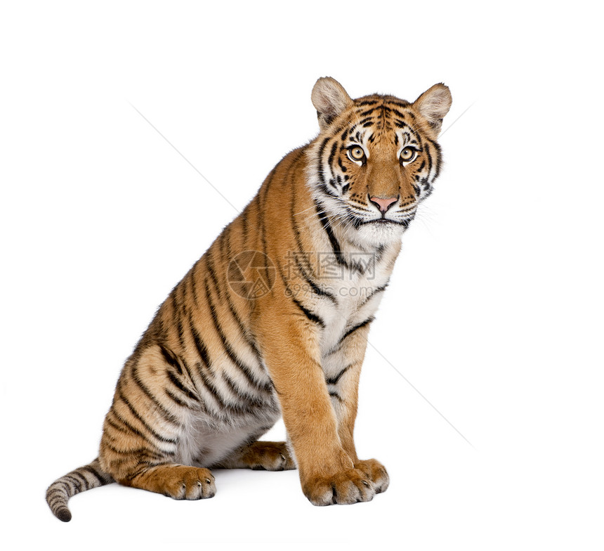 孟加拉虎的肖像PantheratigrisTigris图片