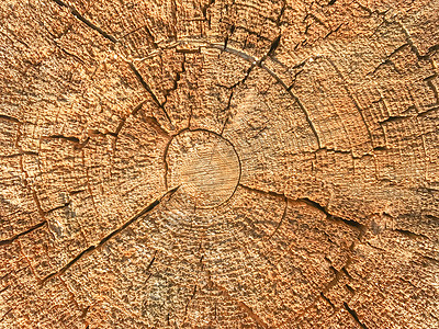 木质纹理的背景带有年轮的树干特写镜头图片