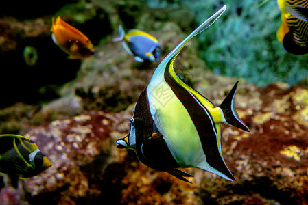 水族馆水下五颜六色的热带鱼和珊瑚图片