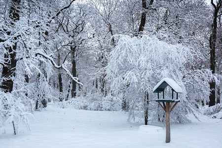 公园里美丽的冬季雪景图片