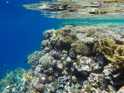 海底世界红海珊瑚埃及图片