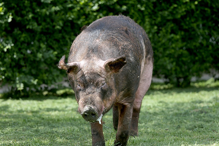 在农场园区农村饲养猪场在草地上食用大背景图片