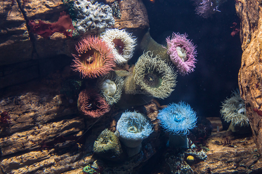 水族馆内的水生植物和泡尖海葵图片