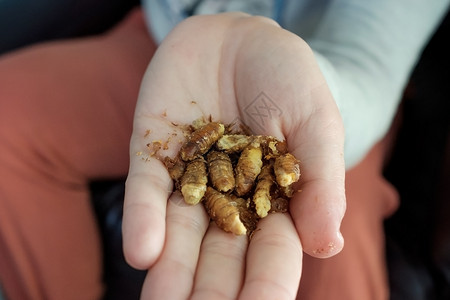 手臂上有干燥的幼虫异常的亚洲食物图片