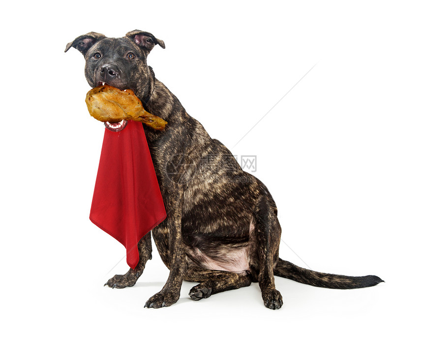 令人笑的胖饥饿狗吃土耳其腿脖子图片