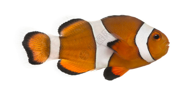 Ocellaris小丑鱼Amphiprionocellaris背景图片