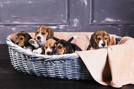 五只小狗坐在灰色的篮子图片