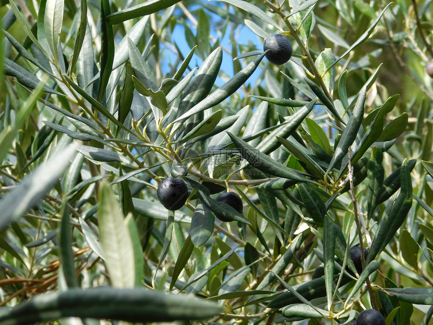 花园里户外的橄榄树图片