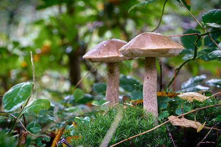 在森林地板上的桦树蘑菇在秋天图片