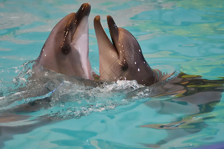 一对海豚在水中游泳嬉戏图片