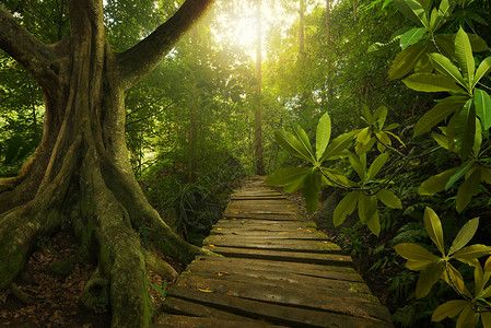 东南亚热带丛林图片