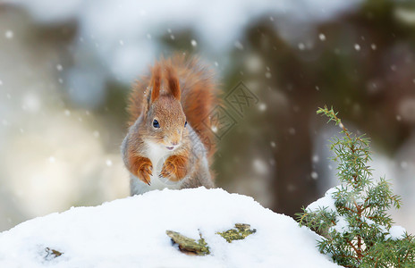 落雪中的红松鼠图片