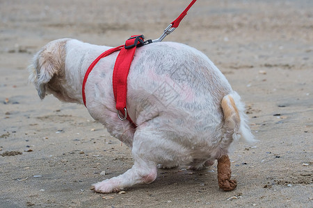 短毛白色西施犬在沙滩上拉屎图片