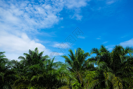 棕榈油树种植蓝天空图片