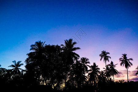 清晨日出时的太阳椰子棕图片