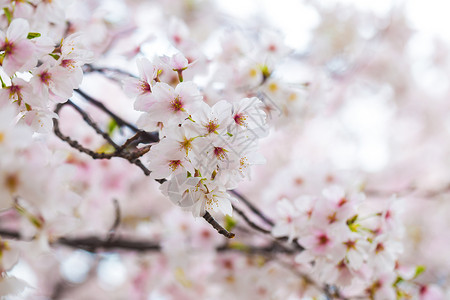 树枝上的日本樱花特写图片